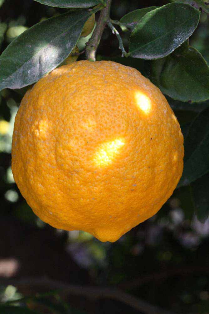              Fruit of  Citrus karna        (Karna, Riverside, CA)       